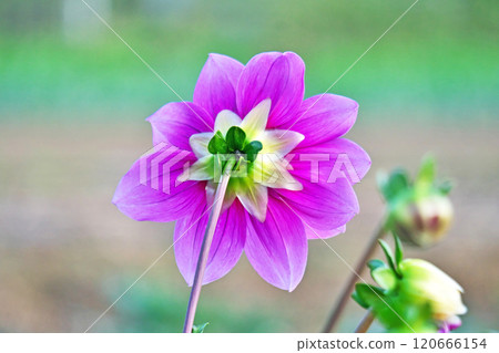 Pink Aspen dahlia flower (Autumn, November) Pink Aspen dahlia flower (Autumn, November) 120666154