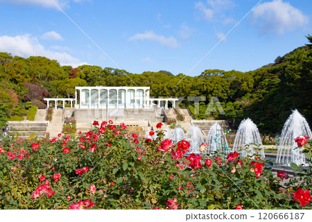 Garden roses and fountain at Suma Rikyu Park in Kobe City Garden roses and fountain at Suma Rikyu Park in Kobe City 120666187