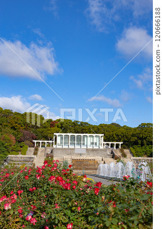 Garden roses and fountain at Suma Rikyu Park in Kobe City 120666188