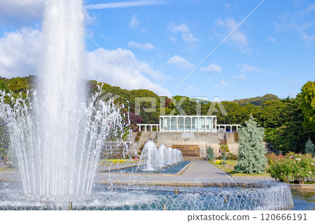 Garden roses and fountain at Suma Rikyu Park in Kobe City 120666191