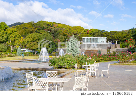 Garden roses and fountain at Suma Rikyu Park in Kobe City 120666192