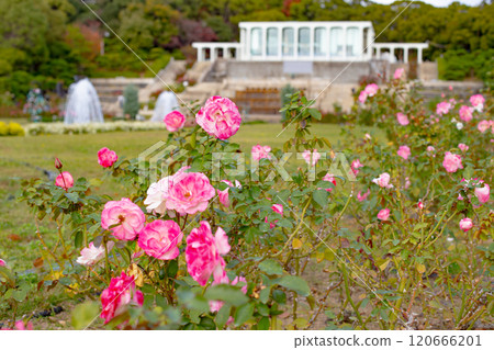 神戶市須磨離宮公園的花園玫瑰和噴泉 120666201