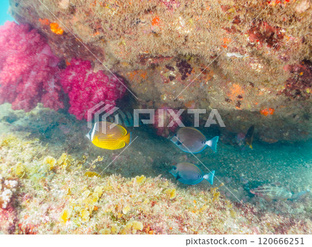 Beautiful schools of butterflyfish (Chaetodontidae), stingrays (Stingrays) and other fish in an underwater cave. Hirizo Beach 120666251