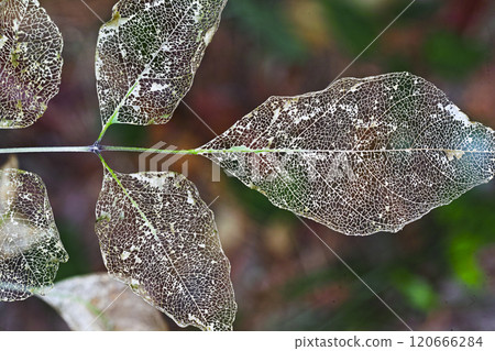 Leaf vein 120666284