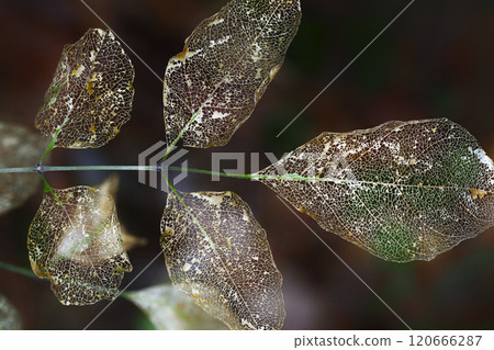 枯葉 枯葉 120666287