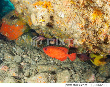 Beautiful sesame-finned ibis, Japanese bush warblers, southern spotted hawk moths, butterflyfish, and others in the underwater cave Hirizo Beach 120666402