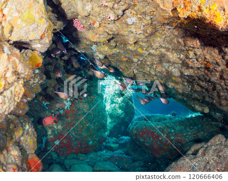 Beautiful sesame-finned ibis, Japanese bush warblers, southern spotted hawk moths, butterflyfish, and others in the underwater cave Hirizo Beach 120666406