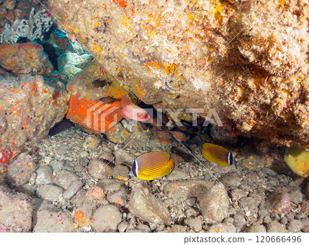 Beautiful sesame-finned ibis, southern spotted hawk moth, butterflyfish, and others in the underwater cave. Nakagi Hirizo Beach, Minamiizu Town 120666496