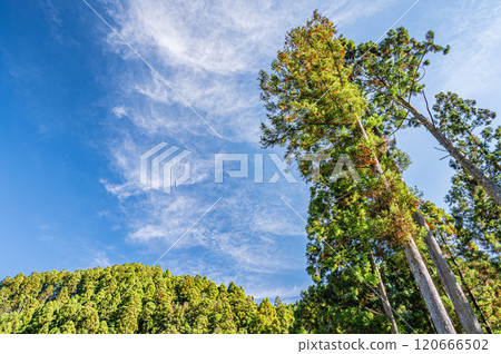 馬鞍馬的針葉林、高聳的雪松樹、京都市 120666502