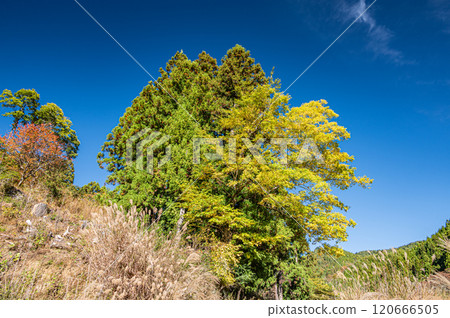 京都市鞍馬市秋季山林風景 120666505