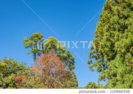 京都市鞍馬市秋季山林風景 120666506
