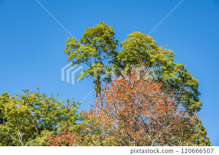 京都市鞍馬市秋季山林風景 120666507