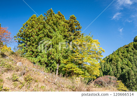Autumn forest scenery of Kurama, Kyoto City 120666514