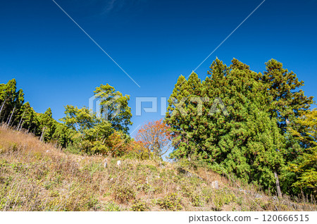 Autumn forest scenery of Kurama, Kyoto City 120666515