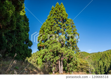 馬鞍馬秋季山林風景，高聳的雪松樹，京都市 120666518