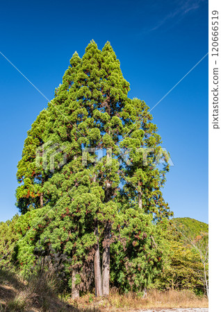 Autumnal forest scenery of Kurama, towering cedar trees, Kyoto City Autumnal forest scenery of Kurama, towering cedar trees, Kyoto City 120666519