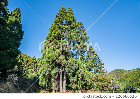 Autumnal forest scenery of Kurama, towering cedar trees, Kyoto City 120666520