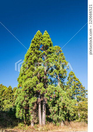 Autumnal forest scenery of Kurama, towering cedar trees, Kyoto City 120666521