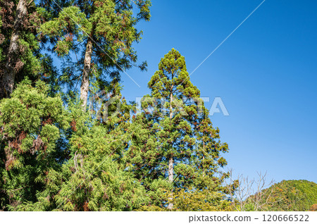 京都市鞍馬市秋季山林風景 120666522