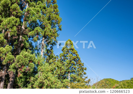 Autumn forest scenery of Kurama, Kyoto City 120666523