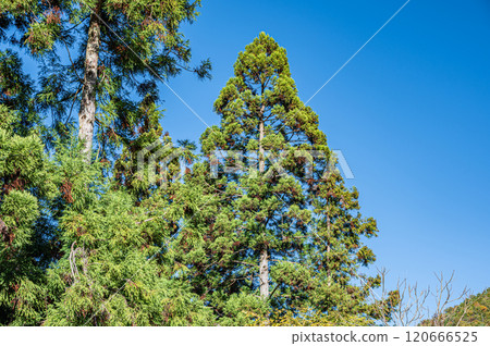 馬鞍馬的秋天山林風景，大雪松樹，京都市 120666525