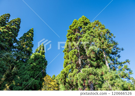 Autumn forest scenery of Kurama, large cedar trees, Kyoto city Autumn forest scenery of Kurama, large cedar trees, Kyoto city 120666526