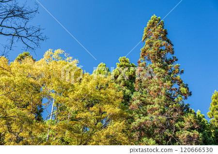 秋天的鞍馬山森林，樹木泛黃，京都市 120666530