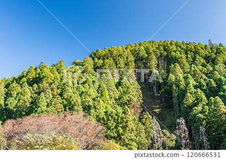 Autumn in Kurama's coniferous forest, Kyoto City 120666531