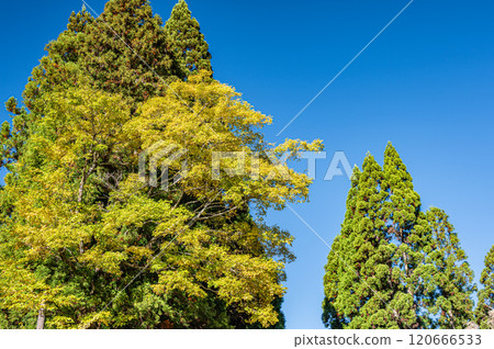 秋天，京都市鞍馬山上矗立著大針葉樹和黃葉樹 120666533