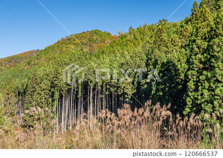 京都市鞍馬秋季針葉林 120666537