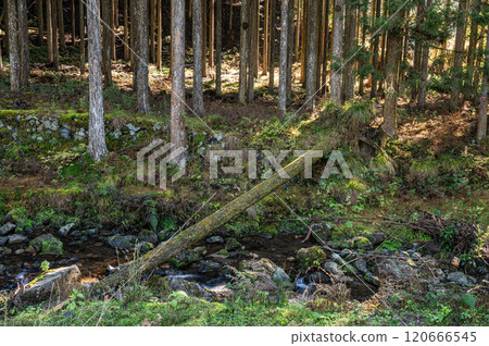 Kurama Coniferous Forest: Fallen trees straddling the Kurama River, Kyoto City Kurama Coniferous Forest: Fallen trees straddling the Kurama River, Kyoto City 120666545