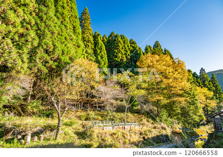 Autumnal scenery of Kurama mountain forest, Kyoto City Autumnal scenery of Kurama mountain forest, Kyoto City 120666558