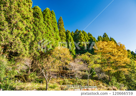 京都市的秋色鞍馬森林風景 京都市的秋色鞍馬森林風景 120666559
