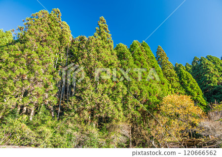 Autumn in Kurama's coniferous forest, Kyoto City 120666562