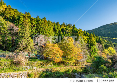 深秋鞍馬森林風景 京都市 120666566