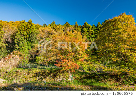 Kurama mountain forest scenery in late autumn, Kyoto city 120666576