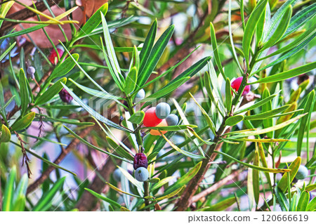 Lucan pine fruit (autumn, November) 120666619