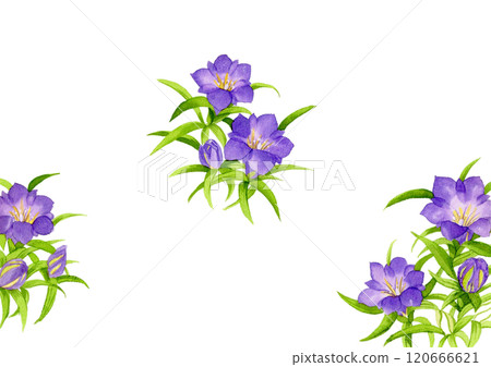 Watercolor gentian flower 120666621