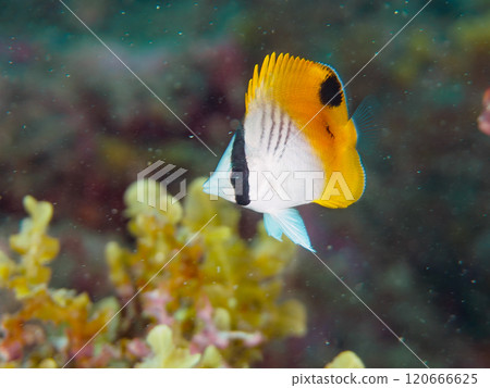 Cute juvenile Threadfin Butterflyfish (Chaetefish family) and others. Nakagi Hirizo Beach, Minamiizu-cho, Kamo-gun, Izu Peninsula, Shizuoka Prefecture Cute juvenile Threadfin Butterflyfish (Chaetefish family) and others. Nakagi Hirizo Beach, Minamiizu-cho, Kamo-gun, Izu Peninsula, Shizuoka Prefecture 120666625