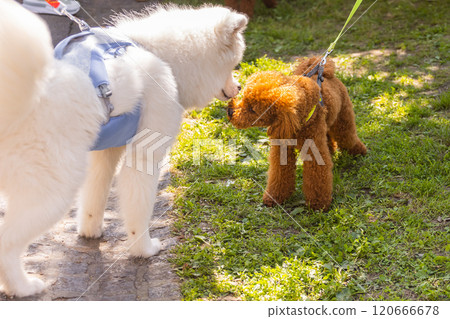Small chocolate poodle and white big dog on the grass. Pet in nature. Dogs friendship 120666678