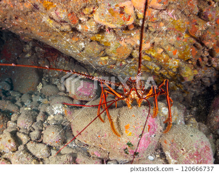 水下洞穴中美麗而巨大的龍蝦（龍蝦科）和海綿。靜岡縣伊豆半島加茂郡南伊豆町中木埼浜 120666737