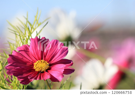 波斯菊特寫 120666758