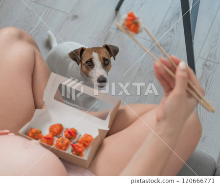 A pregnant woman sits on the sofa and eats rolls. Jack Russell Terrier dog sits on the floor and begs for food from its owner.  120666771