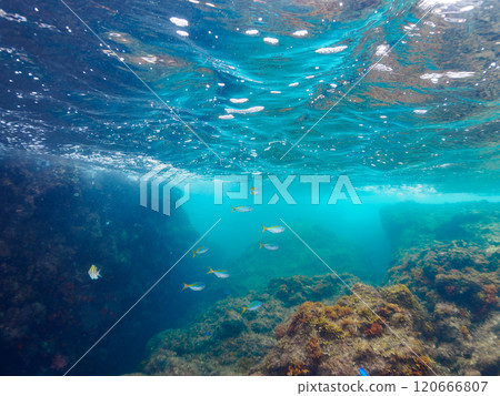 A beautiful school of hawkfish (family Takalidae) swimming on the water surface. Nakagi Hirizo Beach, Minamiizu-cho, Kamo-gun, Izu Peninsula, Shizuoka Prefecture, 2024 A beautiful school of hawkfish (family Takalidae) swimming on the water surface. Nakagi Hirizo Beach, Minamiizu-cho, Kamo-gun, Izu Peninsula, Shizuoka Prefecture, 2024 120666807