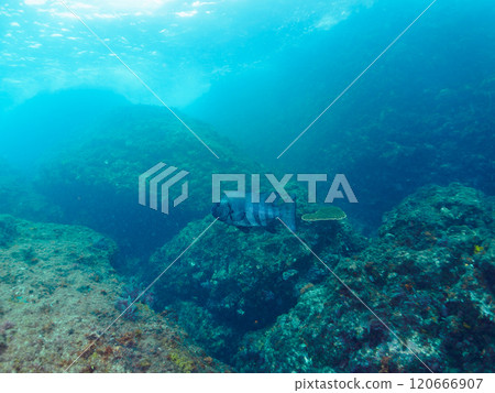 A huge and beautiful stonefish (family Stonefish). Old adult fish are called "kuchiguro" because of their appearance. Nakagi Hirizo Beach, Minamiizu Town 120666907