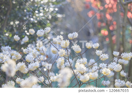 World heritage site in full bloom of cherry blossoms, Mt. Yoshino in the early morning 120667035