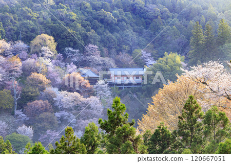 櫻花盛開的世界遺產,清晨的吉野山 櫻花盛開的世界遺產,清晨的吉野山 120667051