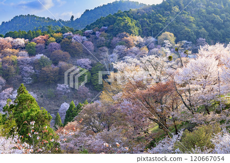 櫻花盛開的世界遺產，清晨的吉野山 120667054