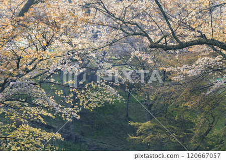 櫻花盛開的世界遺產,清晨的吉野山 櫻花盛開的世界遺產,清晨的吉野山 120667057