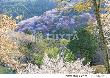 櫻花盛開的世界遺產,清晨的吉野山 櫻花盛開的世界遺產,清晨的吉野山 120667062